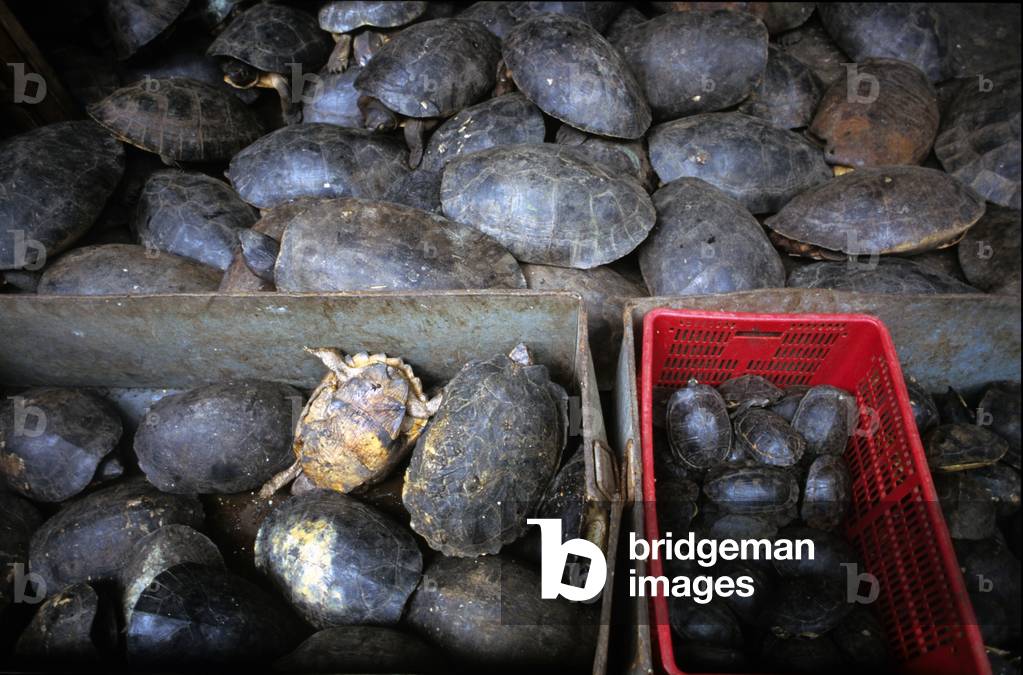 Canton, Guangzhou, live animal market and pharmacopoeia, Qingping, turtles of different sizes, Qingping, Gaotang County, Liaocheng, western Shandong province, China (photo)