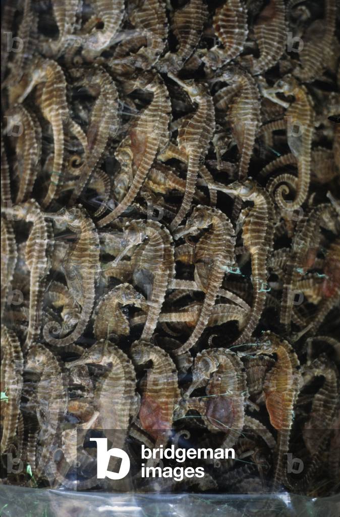 Seahorses dry, medicine products, for sale on the market of Canton (Guangzhou), China.