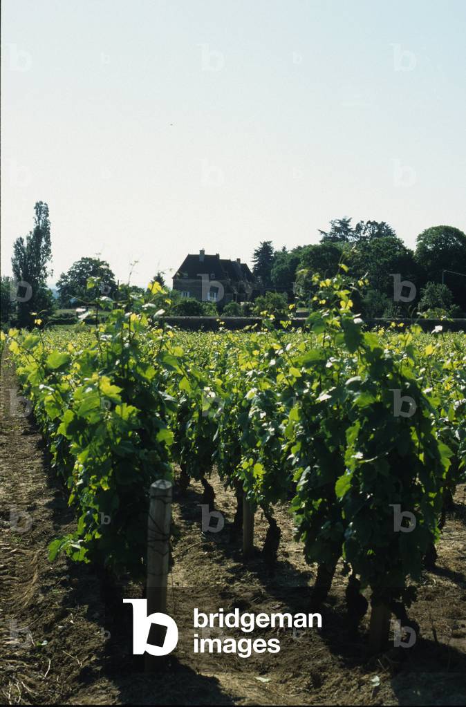 Vineyard, Chalonnais, Bougogne.