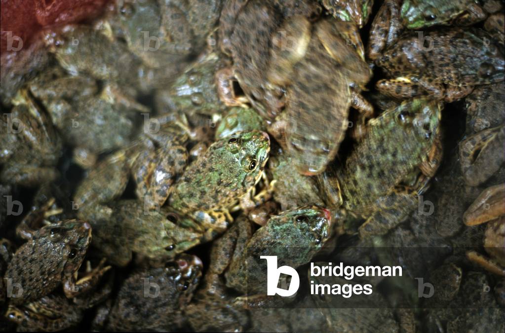 Canton, Guangzhou, live animal market and pharmacopoeia, Qingping, frogs intended for human consumption, Qingping, Gaotang County, Liaocheng, western Shandong province, China (photo)