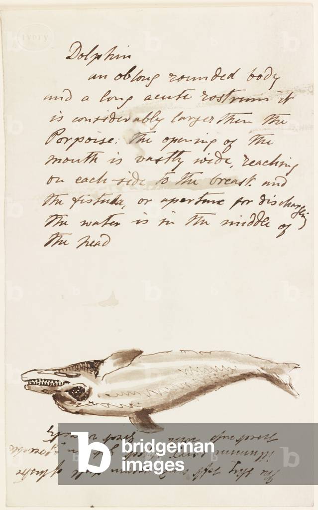 Dolphin (pen & ink on paper)
