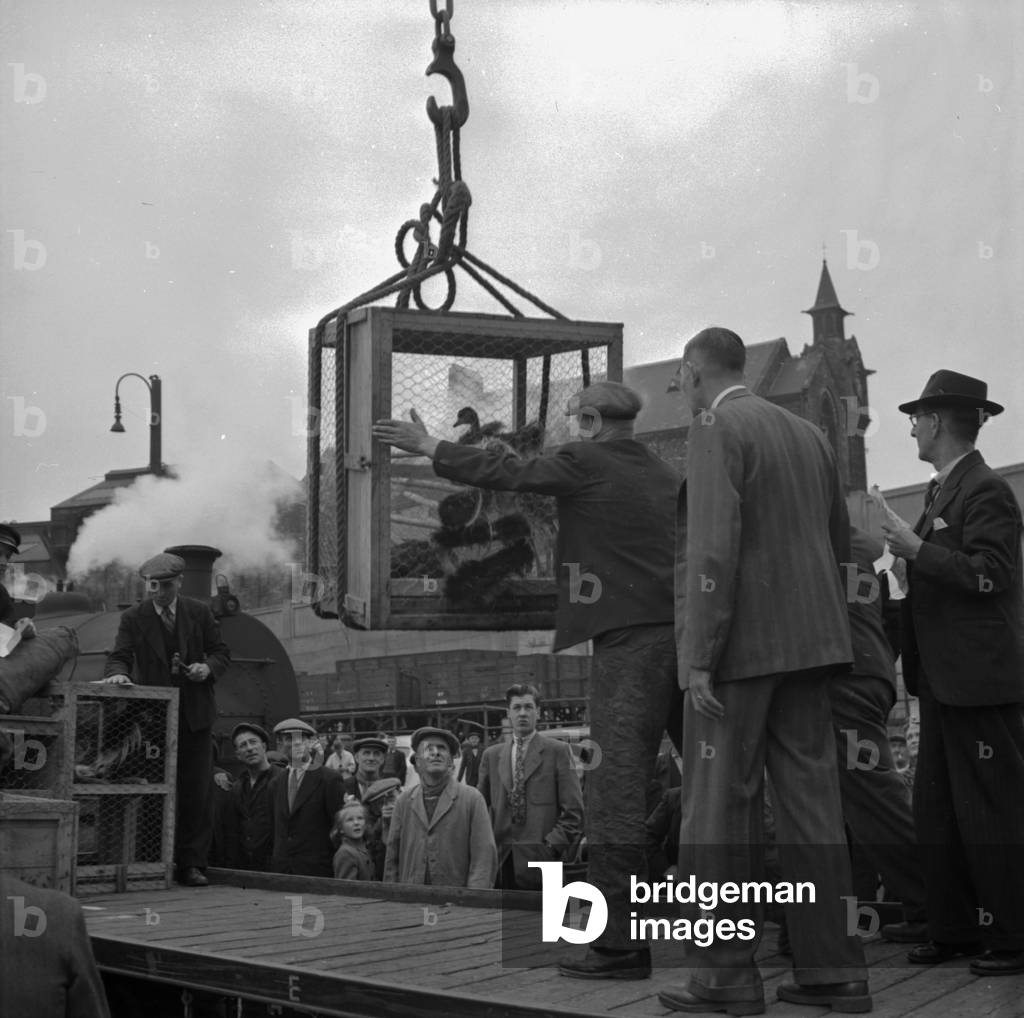Unloading animals at the Corporation Quay, Sunderland, UK, 1949 (b/w photo)

