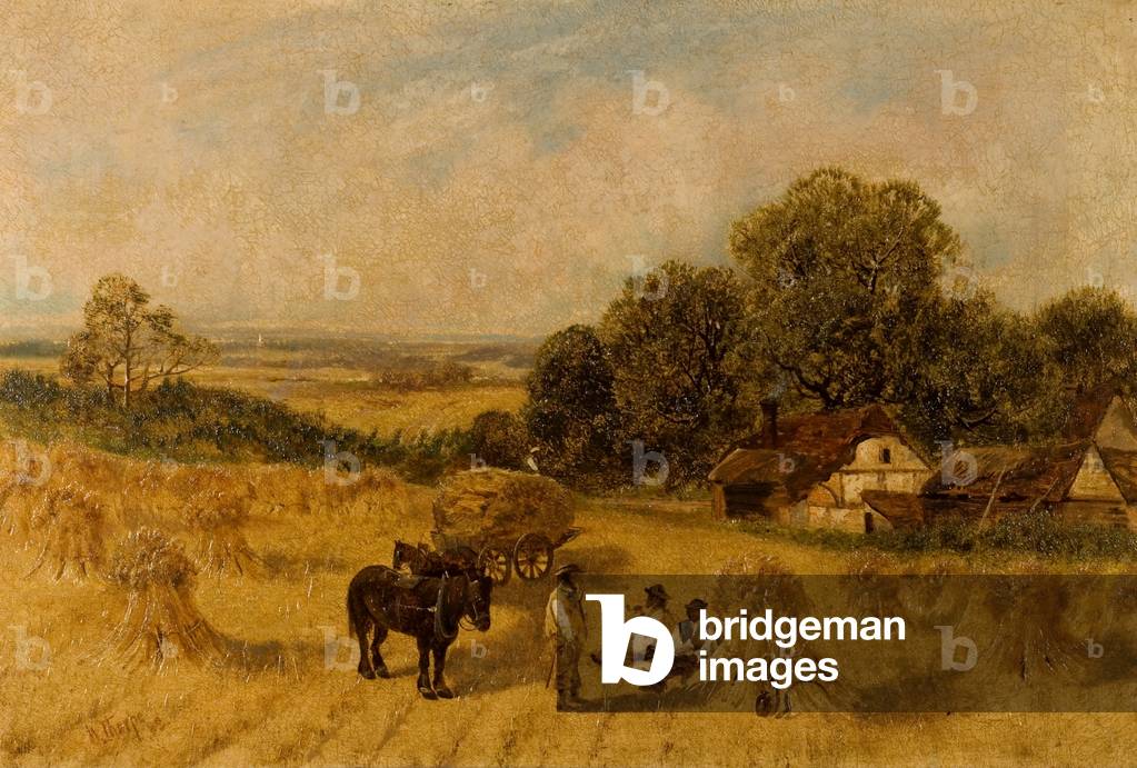 Cornfield (oil on canvas)