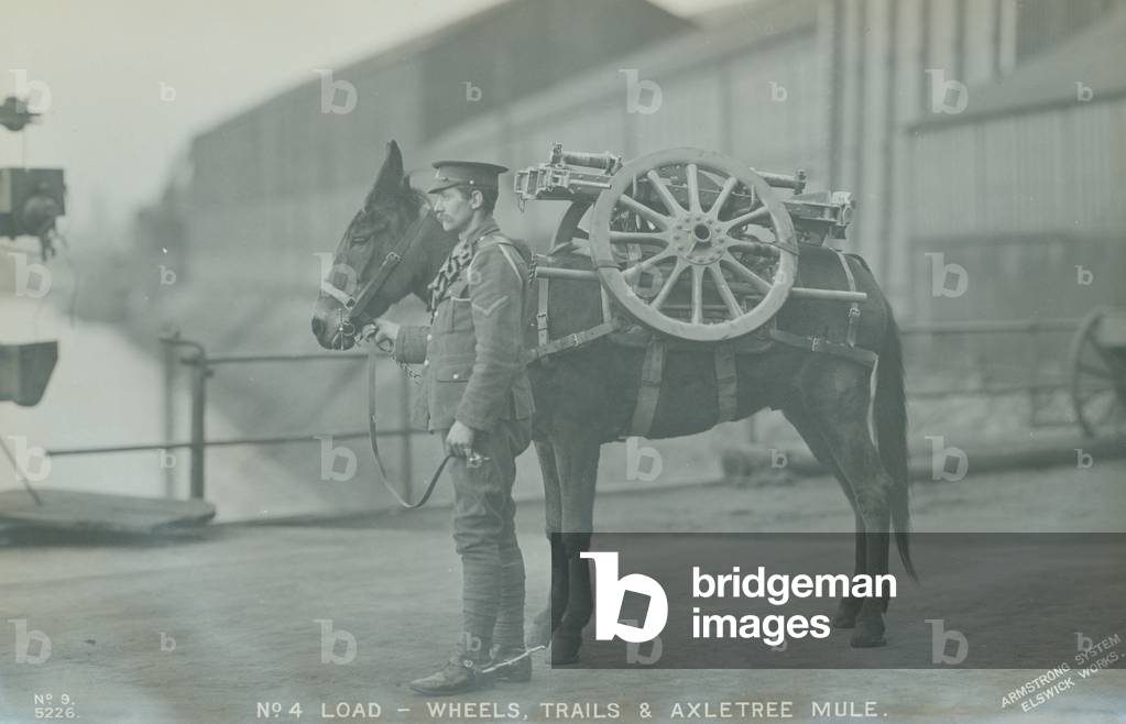 Mule carrying 75 mm Mountain Artillery equipment, Elswick Works, Newcastle upon Tyne, UK (b/w photo)

