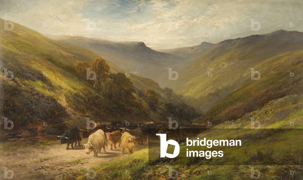 Highland Cattle (oil on canvas)