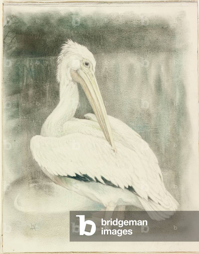 Pelican Preening (pastel & pencil on paper (pasted on board))