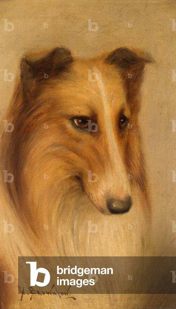 Collie (oil on board)