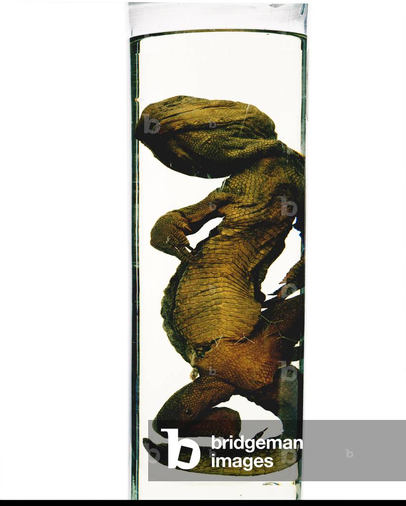 Sphenodon preserved in spirit