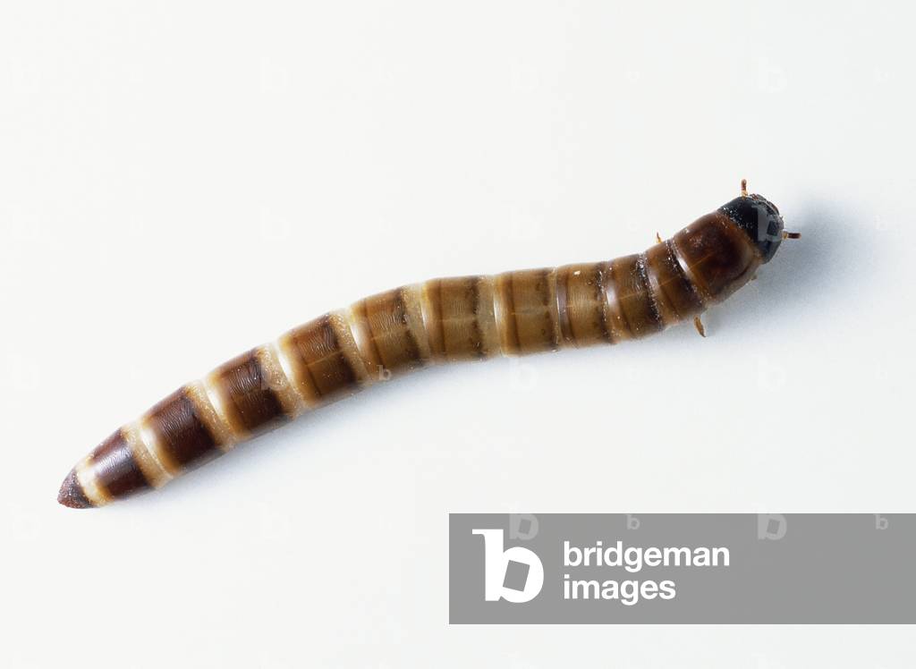 Mealworm Beetle Grub (Tenebrio molitor), close up