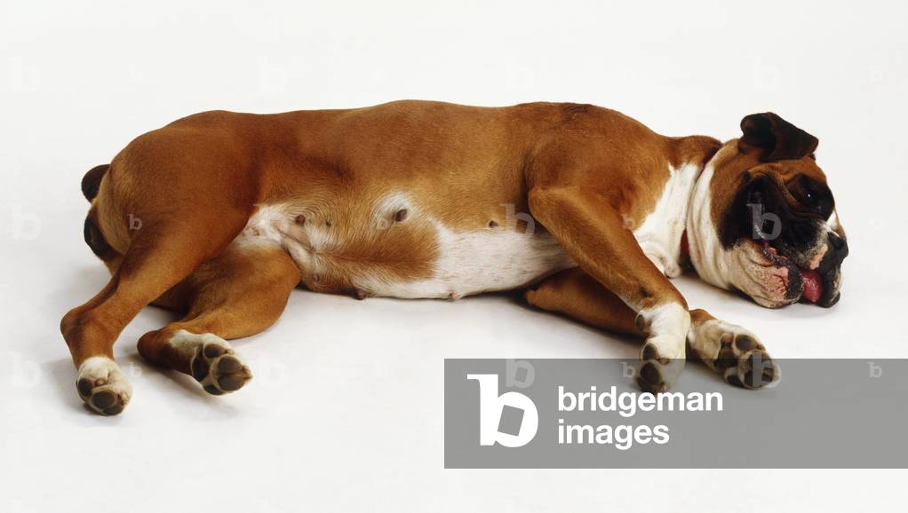 Brown and white Boxer bitch (Canis familiaris) lying on her side, exposing nipples