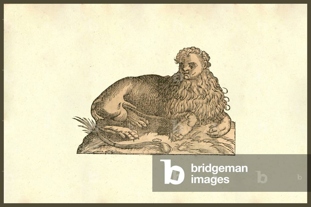 Leo Humana Capite : Leo Humana Capite. Human headed lion. From the 1642 book Monstrorum Historia by Ulisse Ald