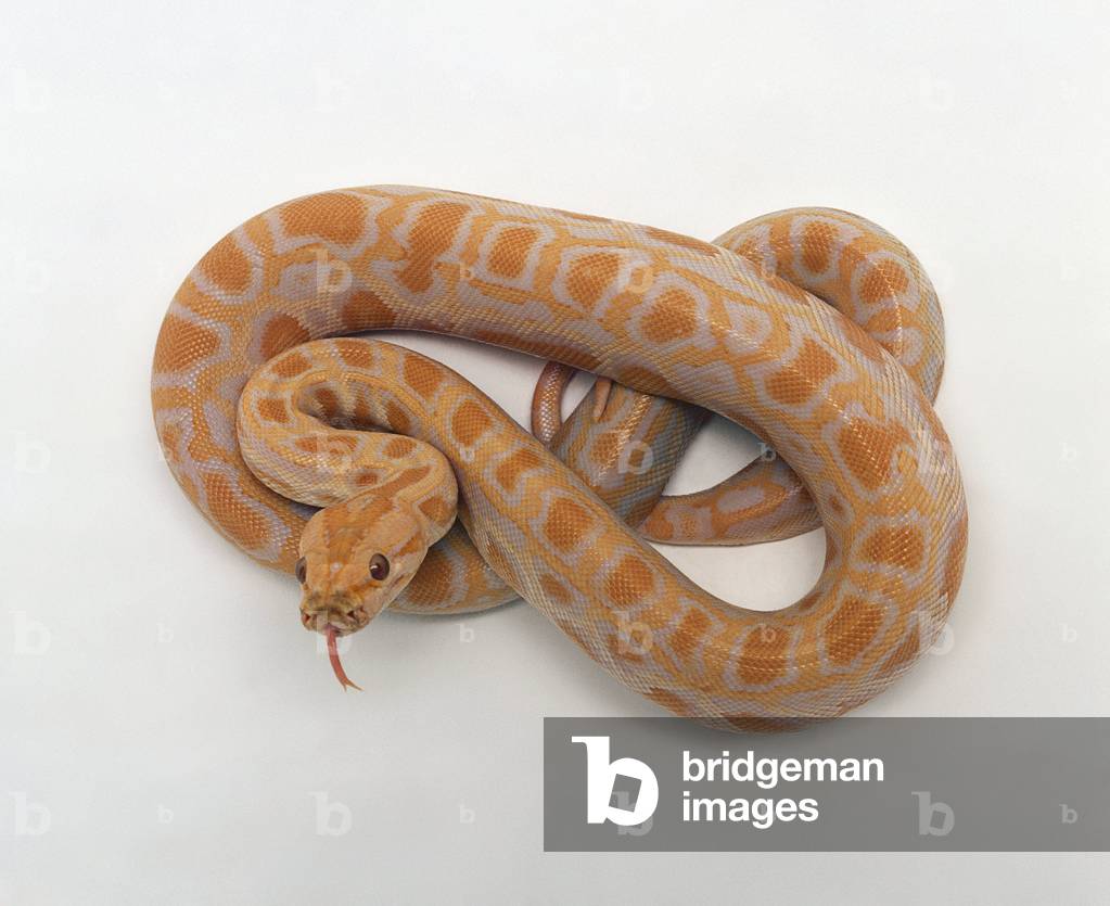 Albino Pitone Birmano (Python molurus bivittatus) arrotolato