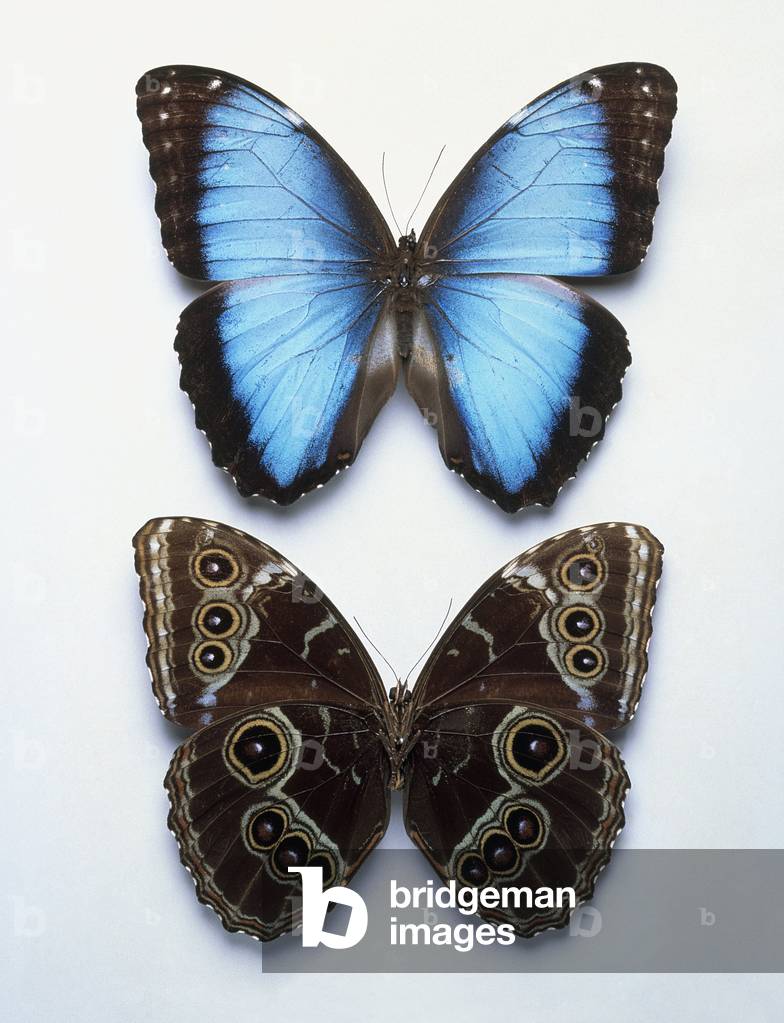 Image of Blue morpho butterfly (Morpho peleides), male butterfly, front ...