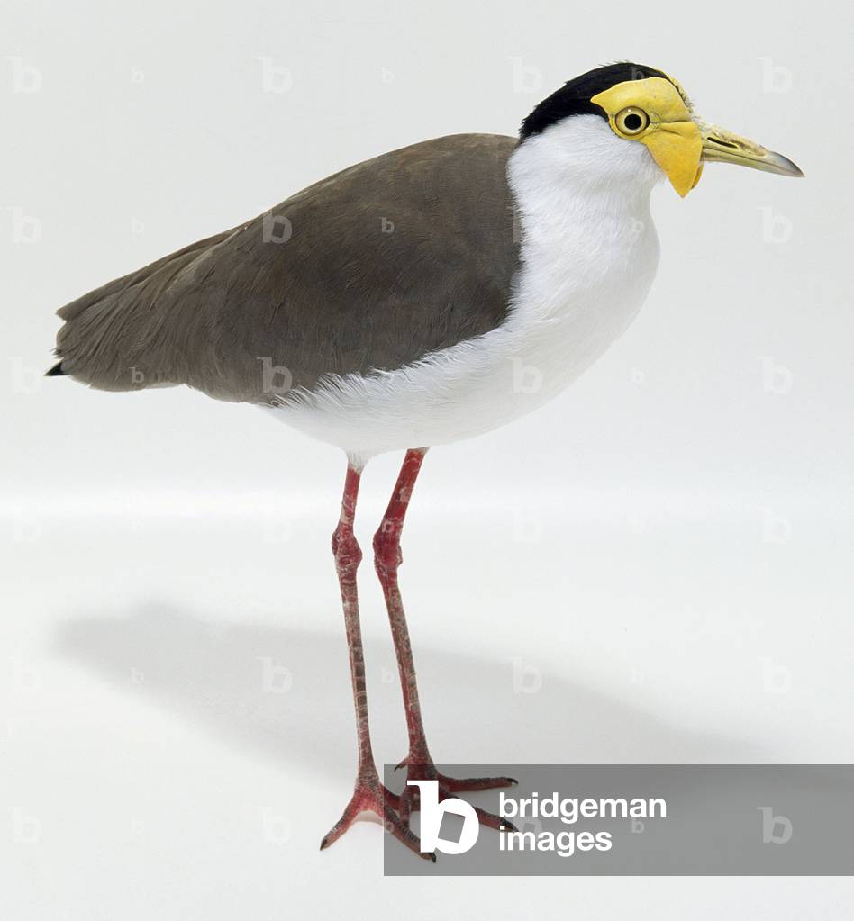 Image of Photography depicting Side view of a Masked Lapwing with head in profile, b/w