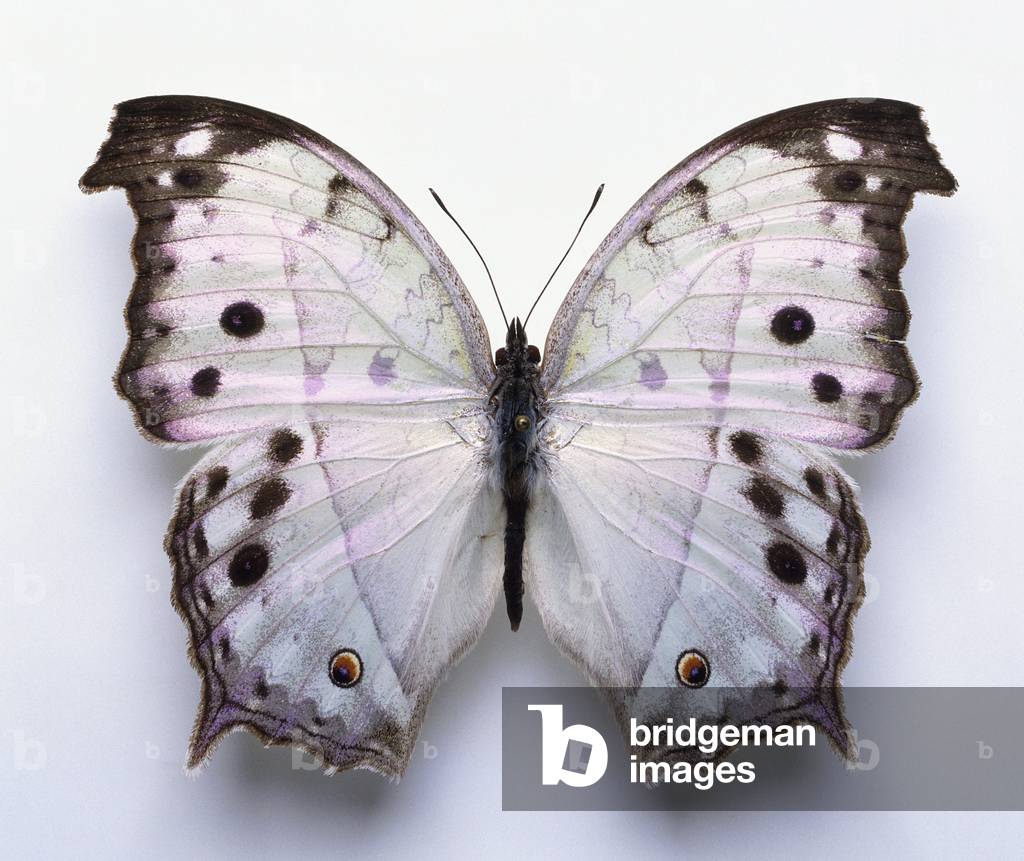 Image of Salamis parhassus, Motherofpearl Butterfly, mounted male