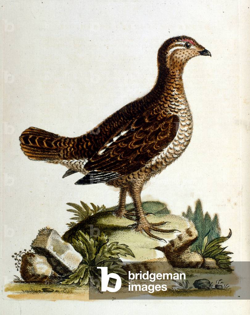 Aquarell-Illustration aus einem Buch seltener Vögel von G Edwards 1750. George Edwards (1694-1773) war ein bri