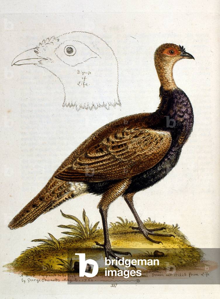 Immagine di Incisione "Illustrazione ad acquerello da un libro di uccelli rari di G Edwards 1750. George Edwar