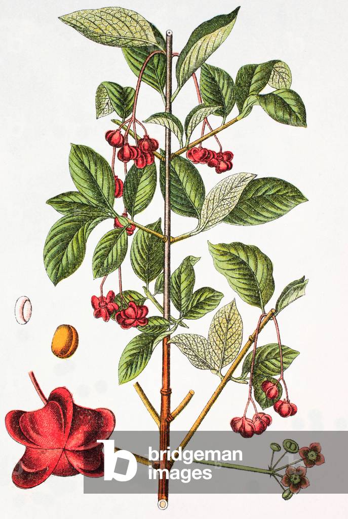Image of Engraving depicting broadleaf spindle