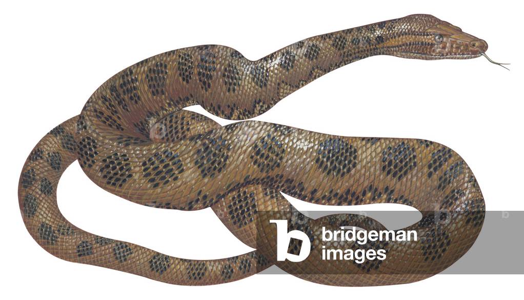 Anaconda grande, Anaconda verde, Anaconda gigante o Anaconda di Barbour - Anaconda (Eunectes murinus)