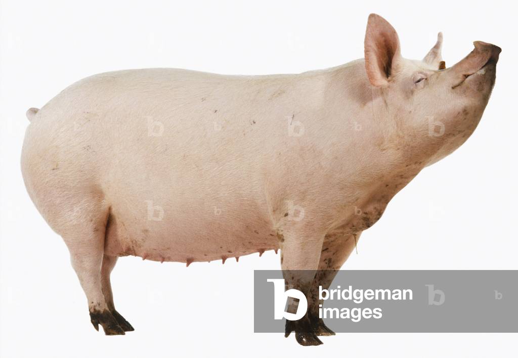 Image of Side view of one-year-old Pink Pig with head up