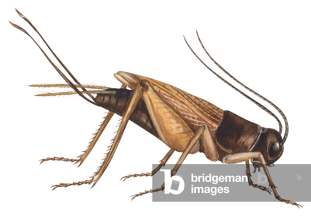 Insecte Grillon Veenmol Feiten, Dieet, Leefomgeving & Foto's Op