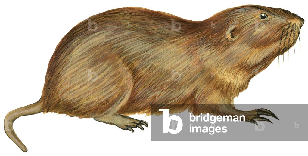Gaufre brun, Gaufre tascabile - Gopher tascabile delle pianure (Geomys bursarius)