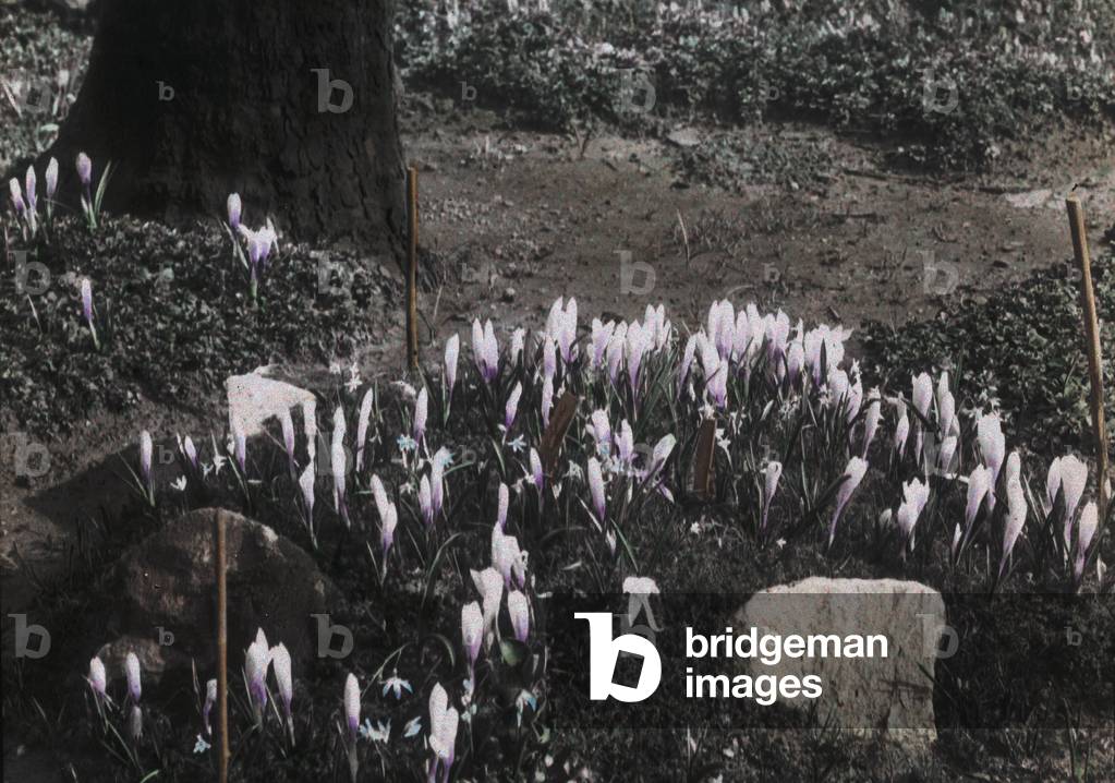 Bild von Fotografie "„Krokus“"