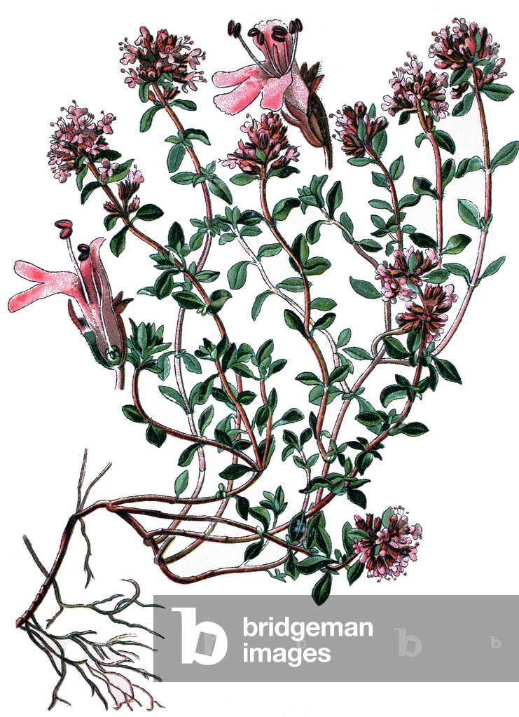 Image of Breckland-Thymian, wilder Thymian oder kriechender Thymian, Thymus  serpyllum