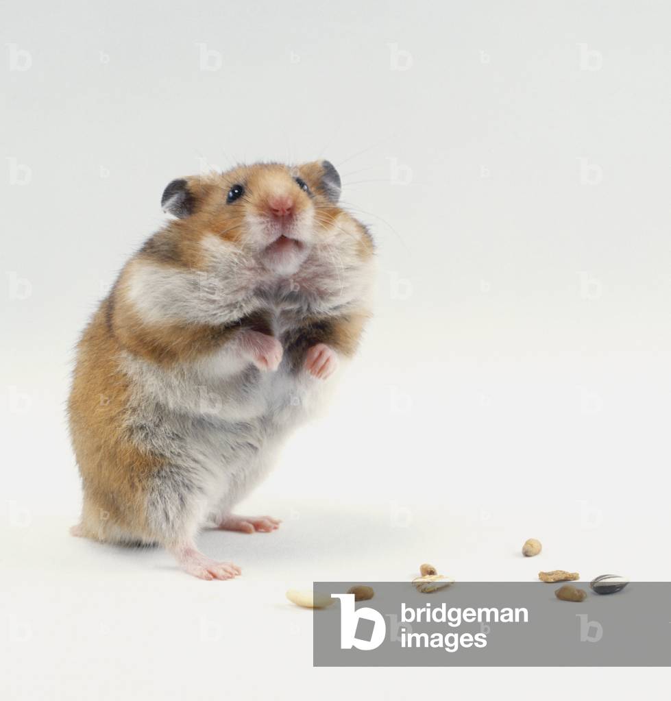 Image of Hamster with bulging cheeks