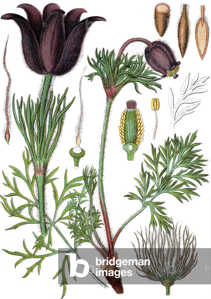 Immagine di Incisione "a sinistra: pasqueflower"