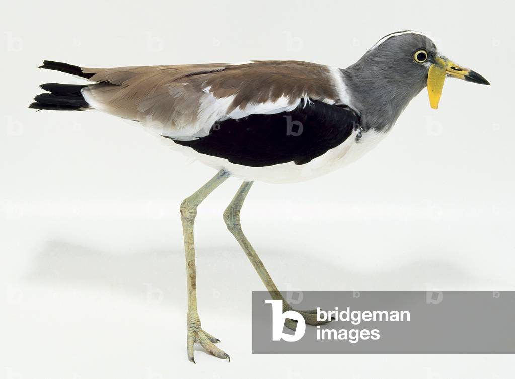 Image of Photography depicting Side view of a White-Headed Lapwing with head in profile