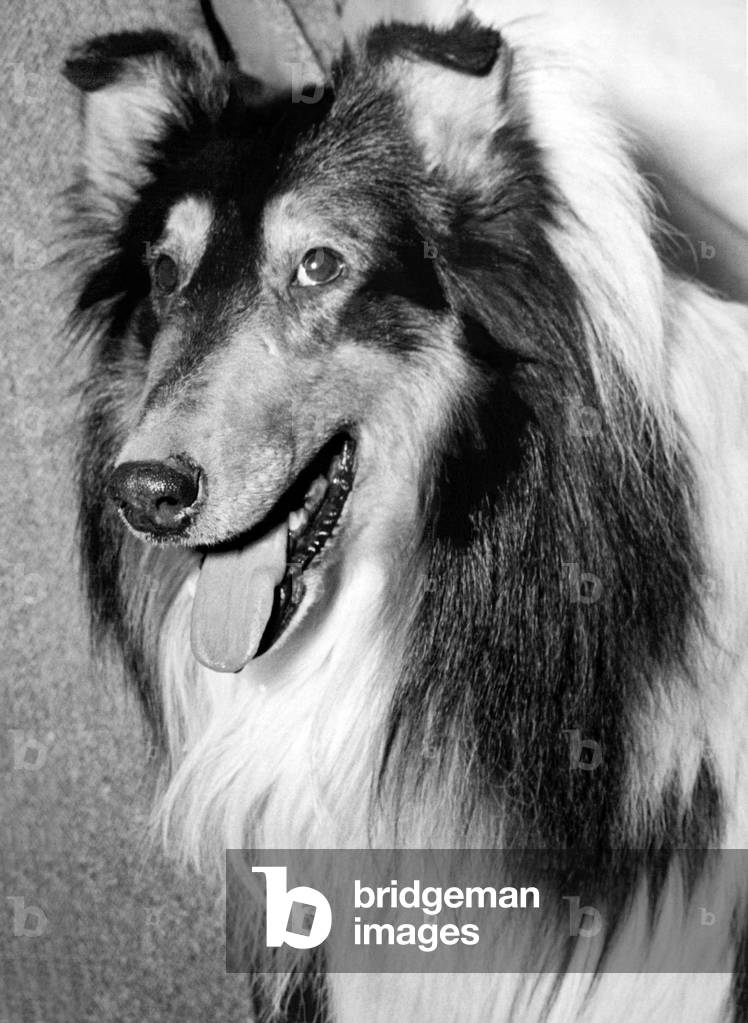 New York, New York: 11. Februar 1937
Dieser Collie wurde auf der Westminster Kennel Club Show im Madison Squar