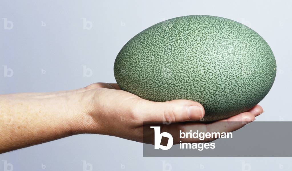 Hand holding Greater Rhea egg (Rhea americana), close up, side view by