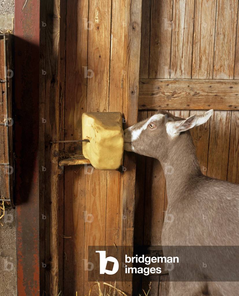 Goat licking block of minerals in goat house