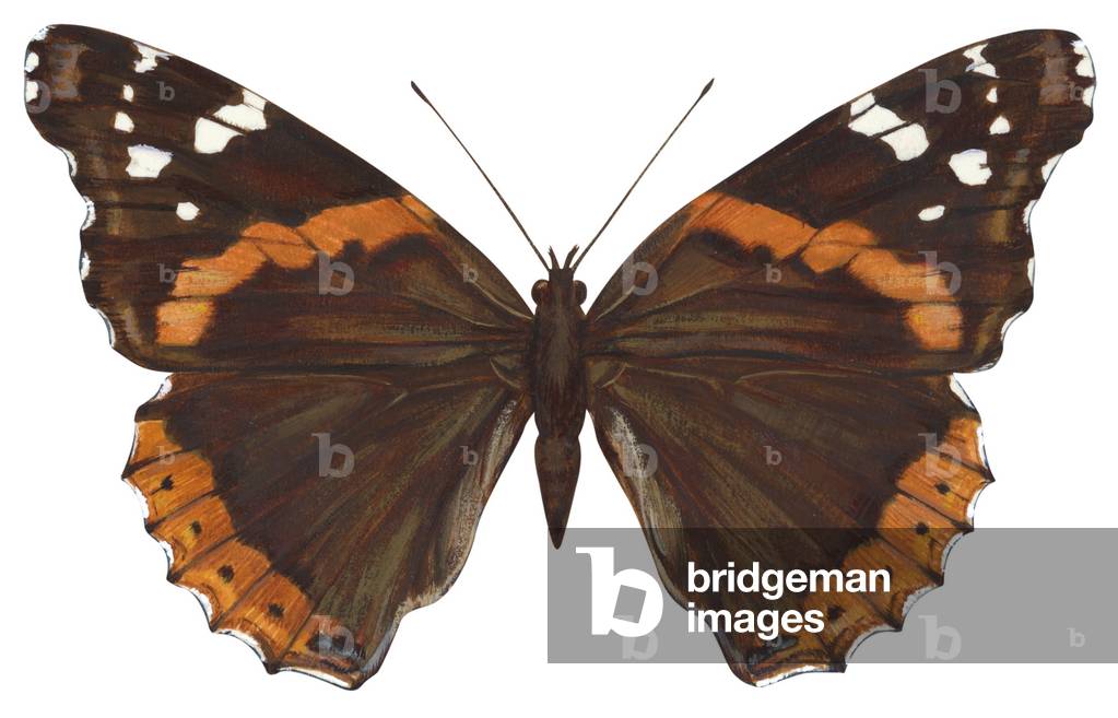 "Vulcain - Farfalla ammiraglio rossa: Farfalla ammiraglio rossa (Vanessa atalanta)"