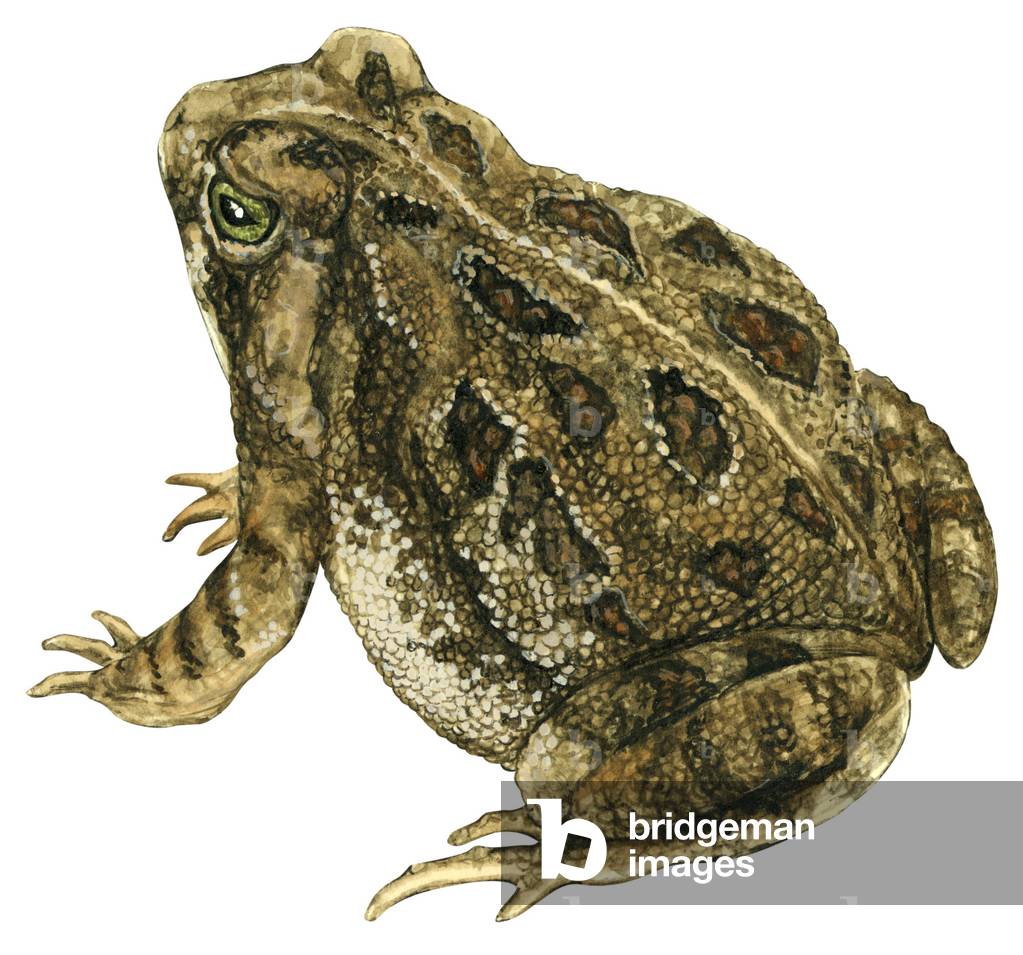 Fowler's toad (Anaxyrus fowleri)