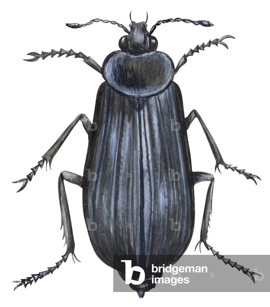 Silphe (coleoptere) - Carrion beetle (Silpha ramosa)