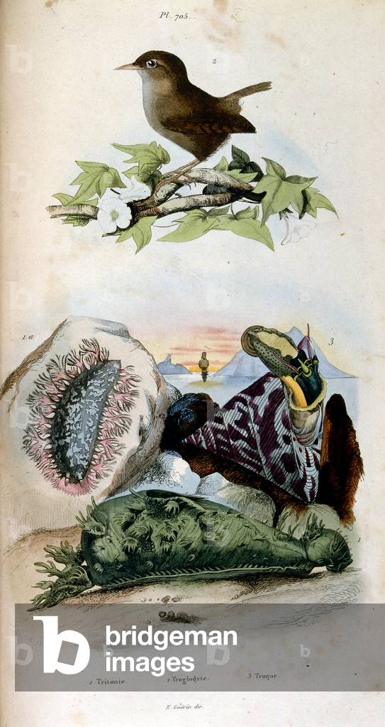 Image of Drawing depicting Botanical and zoological illustration by F. E. Guerin. From Dictionnaire pittoresqu