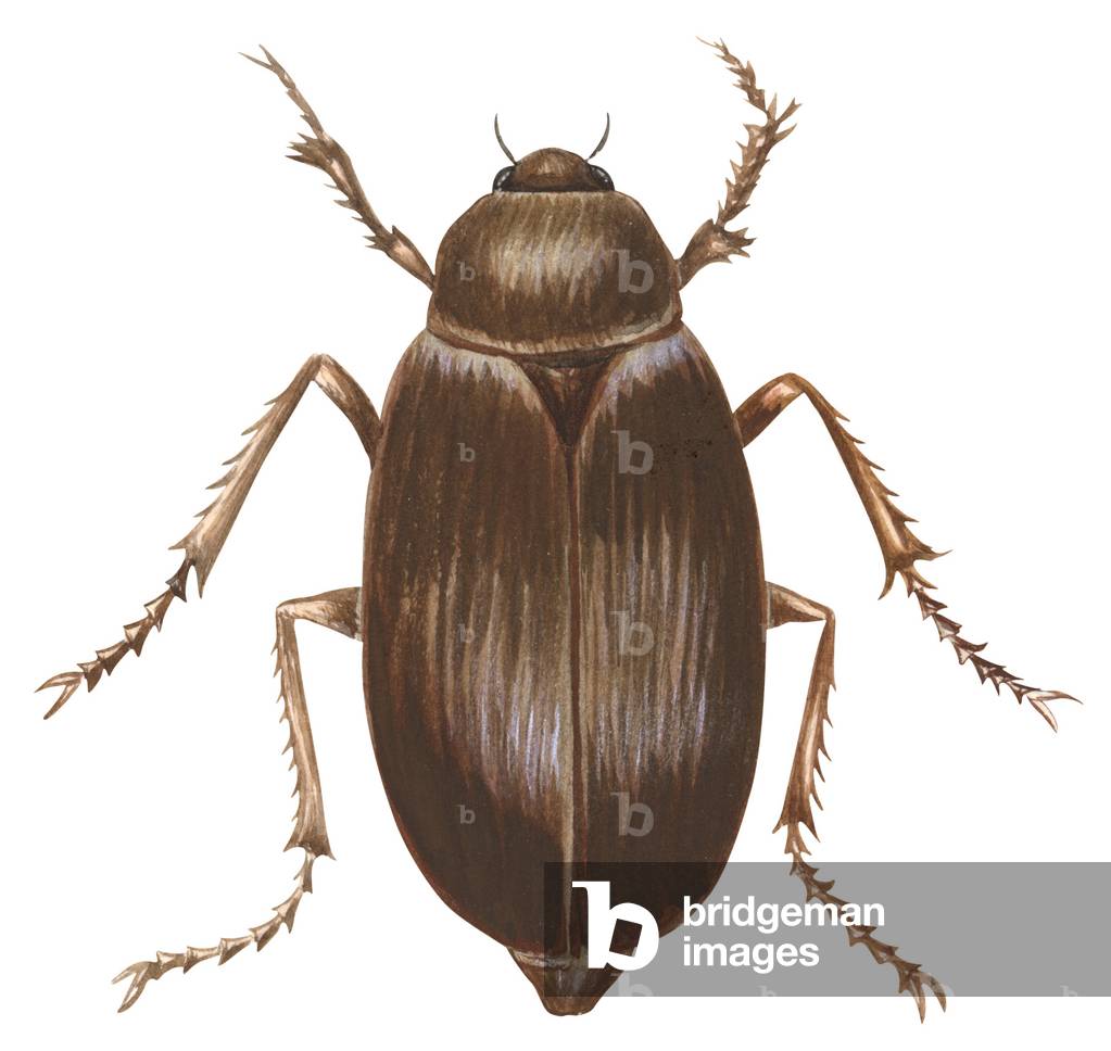Scarabée - Coléoptère (Phyllophaga)
