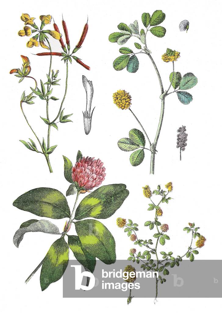 "Common bird's-foot trefoil"