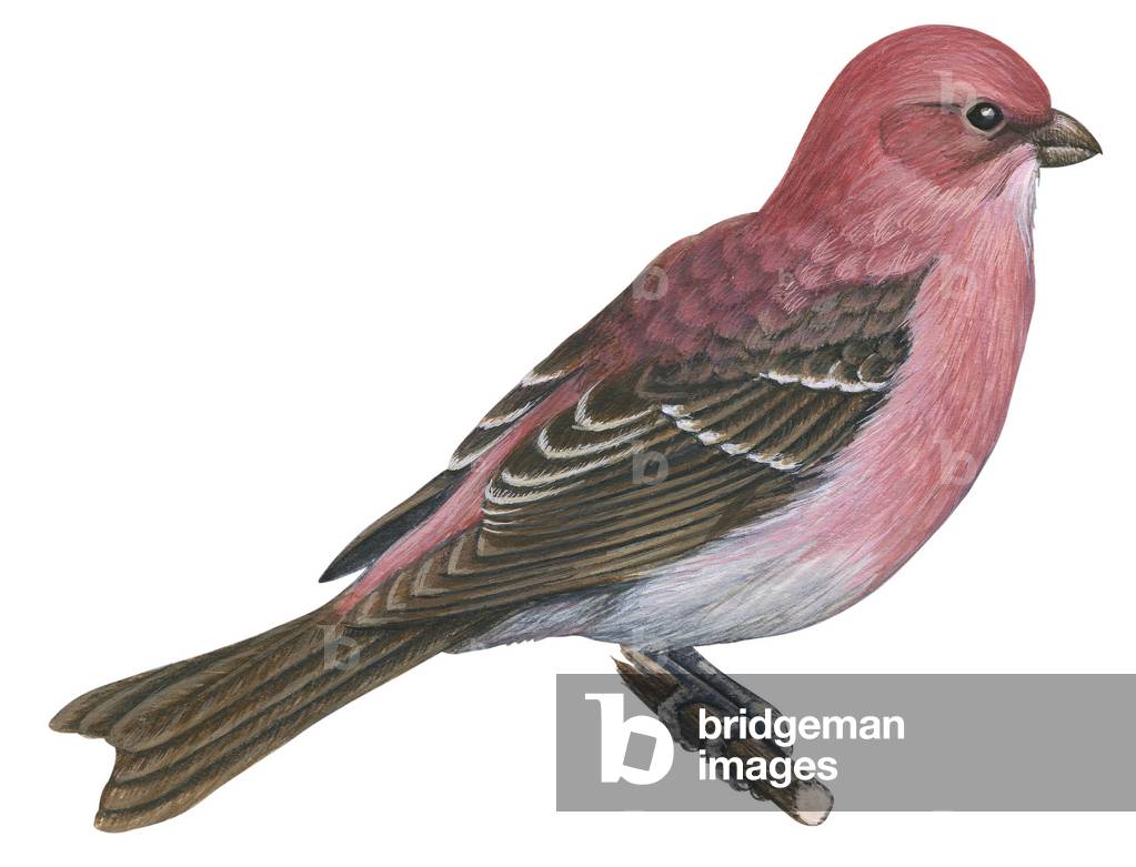 Durbec des sapins ou Durbec des pins - Kiefernkernschnabel (Pinicola enucleator),