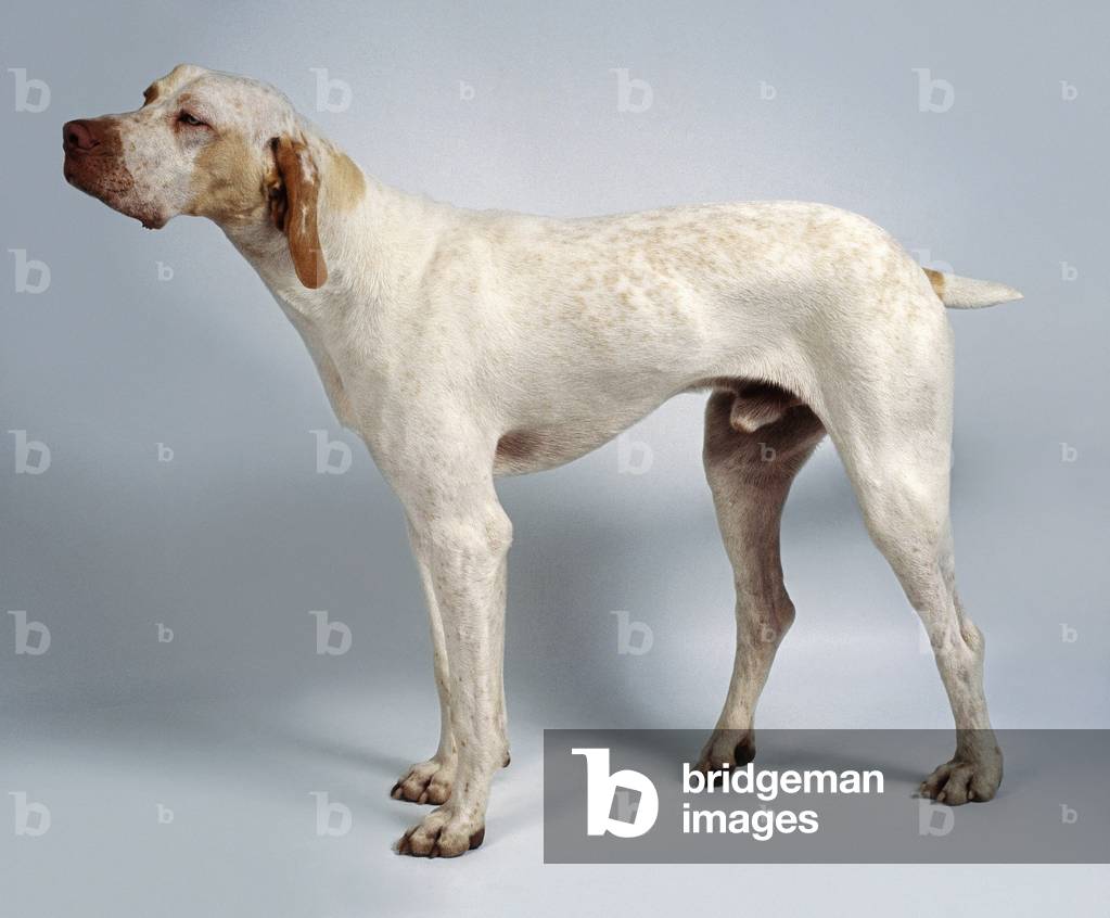 Ariege Pointer, side view
