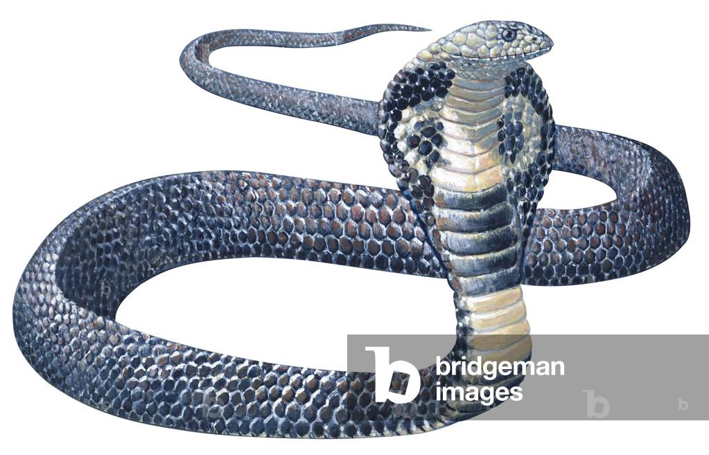 Cobra (Naja naja)