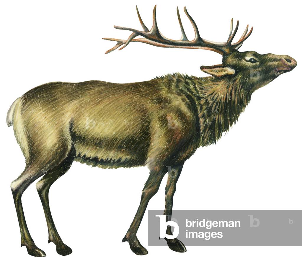 "Hirsch elaphus - Wapiti (Cervus elaphus)"