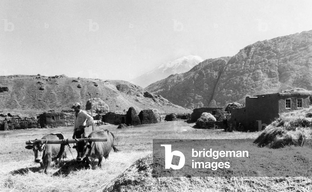 Wheat beating, zangezur mountains, ararat on the bottom, 1961 (b/w photo)