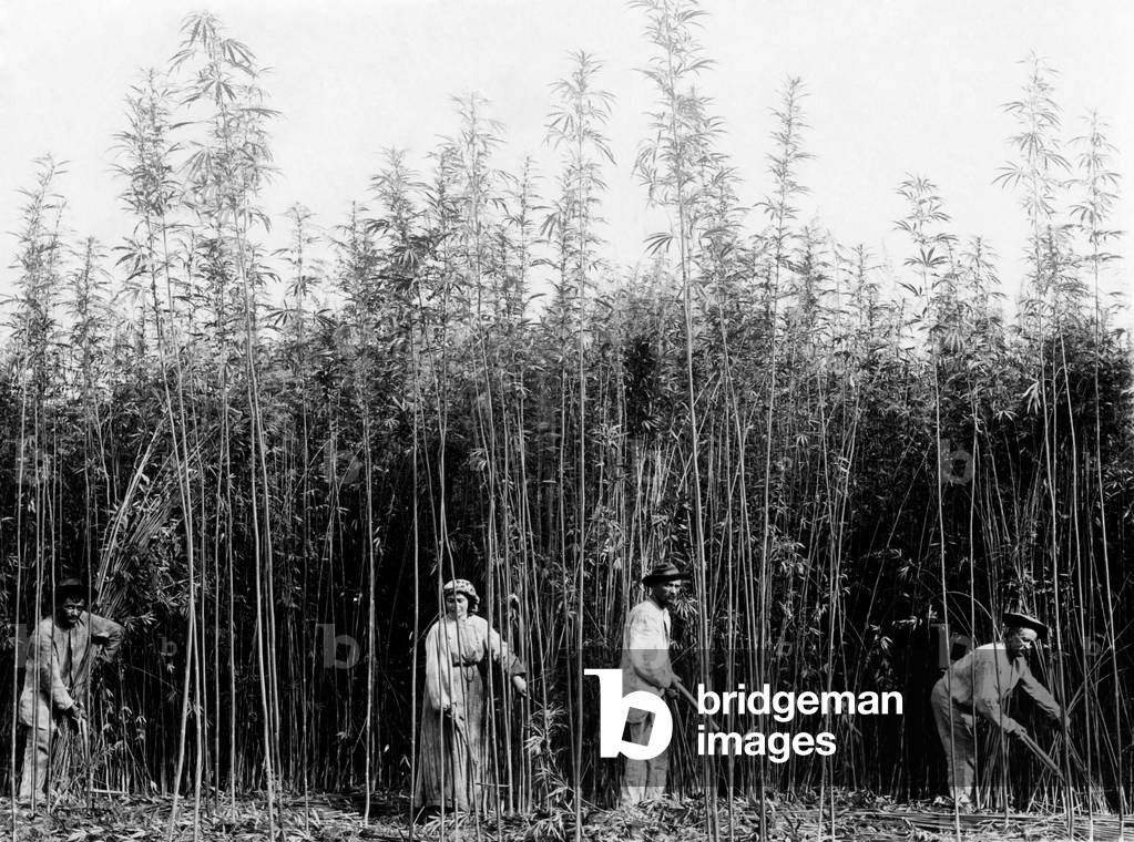 Cutting Hemp, 1900-1910 (b/w photo)