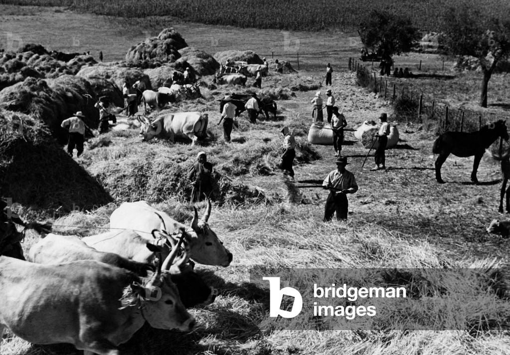 Italy, Lazio, Roman countryside, 1930 (b/w photo)