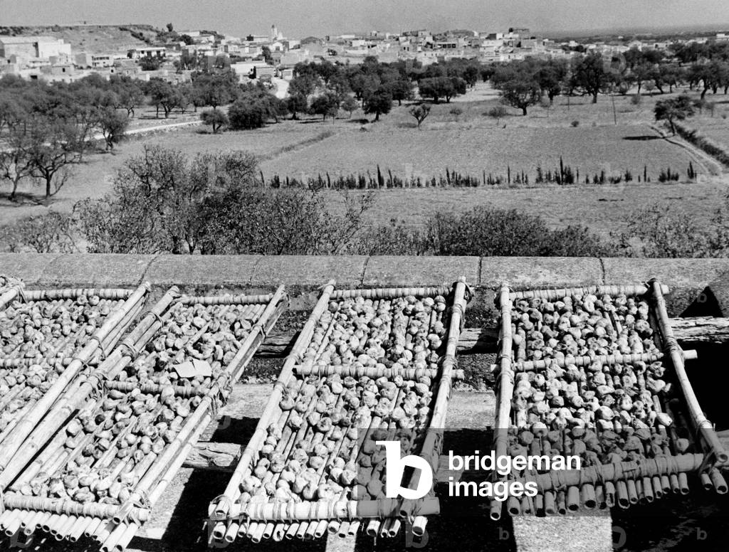 Boxes of Figs to Dry at Orosei, 1965 (b/w photo)