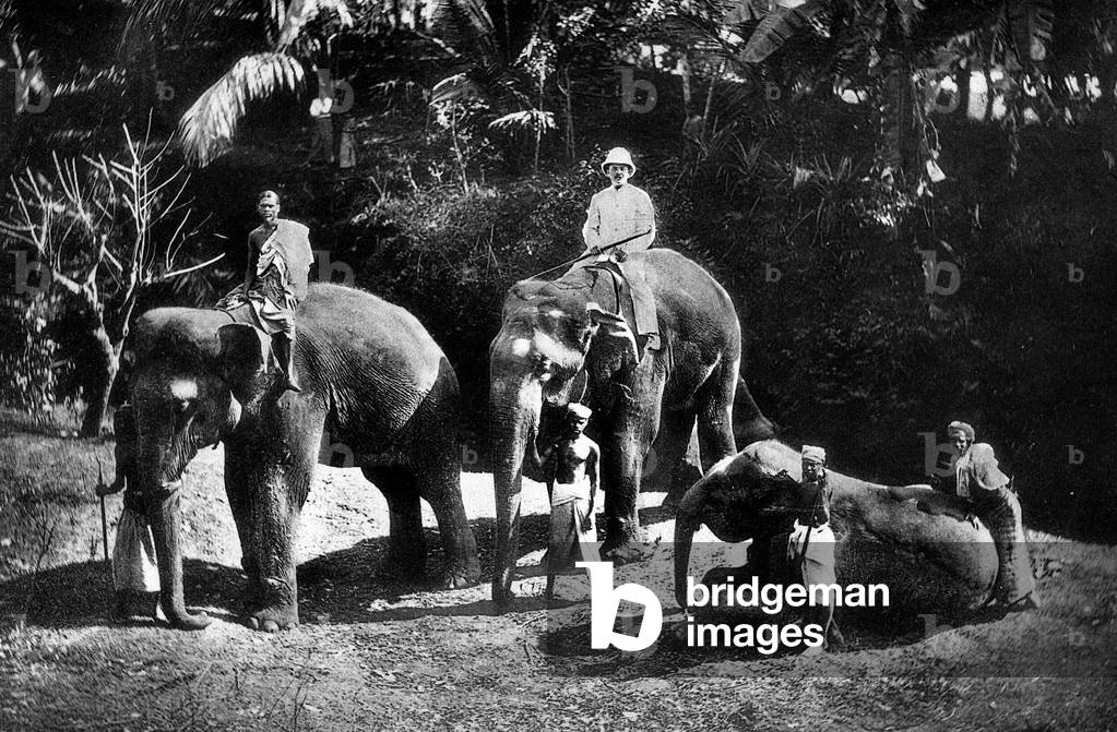 Sri Lanka, Kandy, Trained Elephants, 1920-30 (b/w photo)