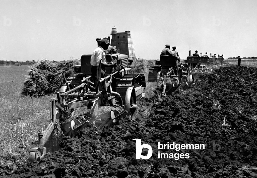 Harvest, Tavoliere delle Puglie, 1961 (b/w photo)
